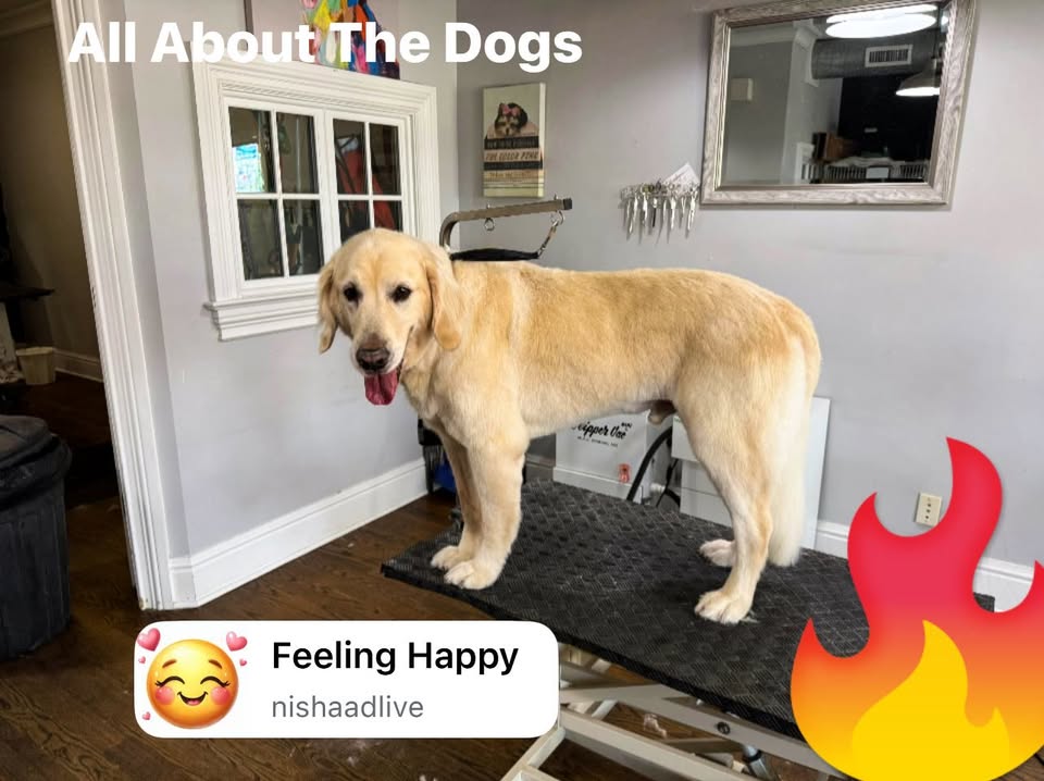 All About The Dog — services 2