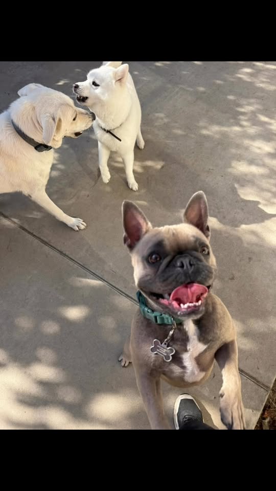 Amanda’s Petcare Services - Visalia CA — about