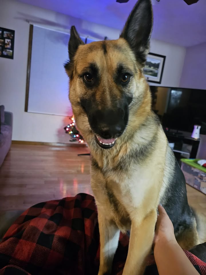 Anna's A+ Pet Sitting — hero