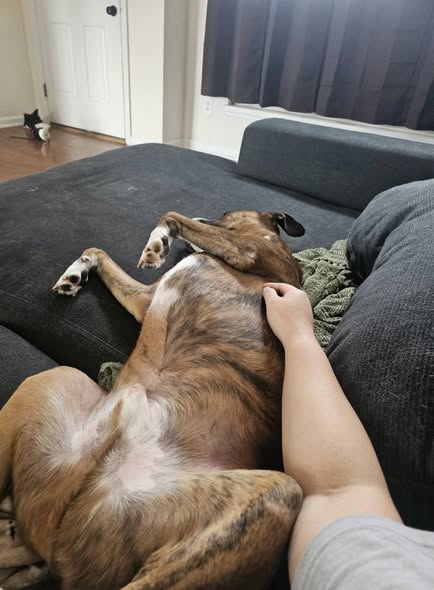Anna's A+ Pet Sitting — gallery 1