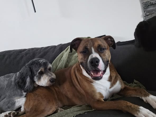 Anna's A+ Pet Sitting — services 1