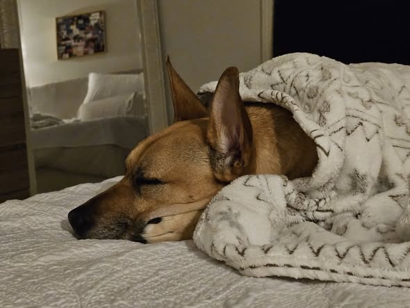 Anna's A+ Pet Sitting — services 2