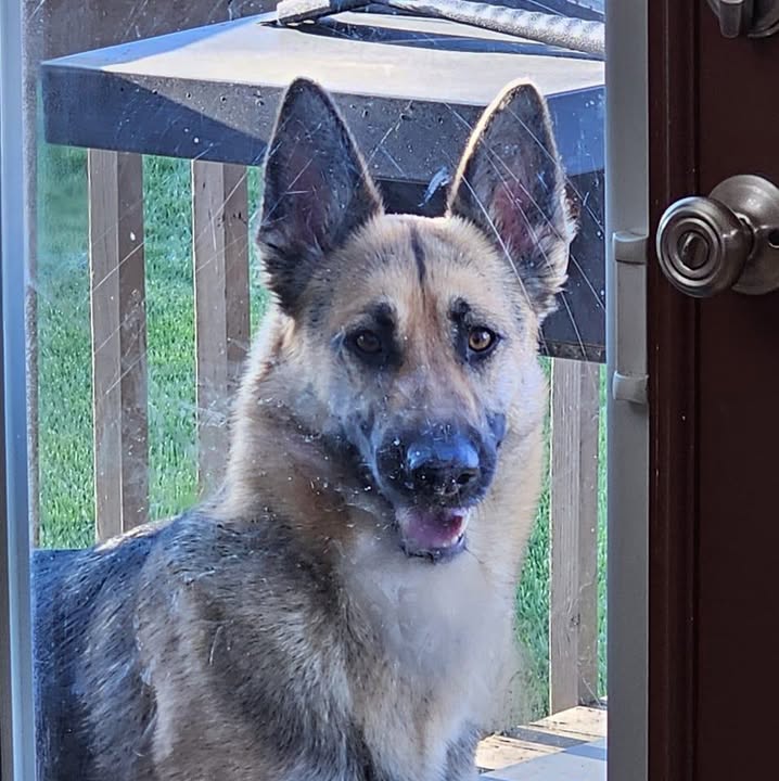 Anna's A+ Pet Sitting — about