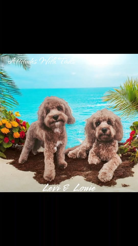 Attitudes With Tails - Grooming Salon — services 2