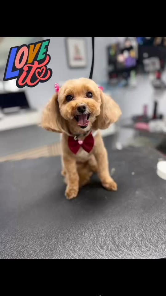 Beauty-Fur Dog Grooming Salon & Mobile — gallery 2