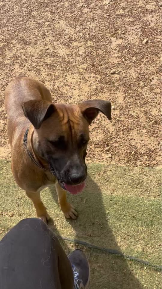Bonesboro Dog Daycare & Boarding — services 1