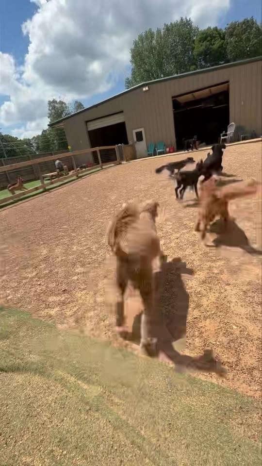 Bonesboro Dog Daycare & Boarding — services 2