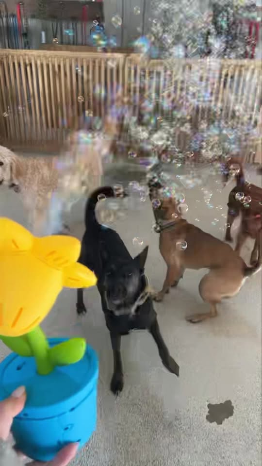 Bonesboro Dog Daycare & Boarding — about
