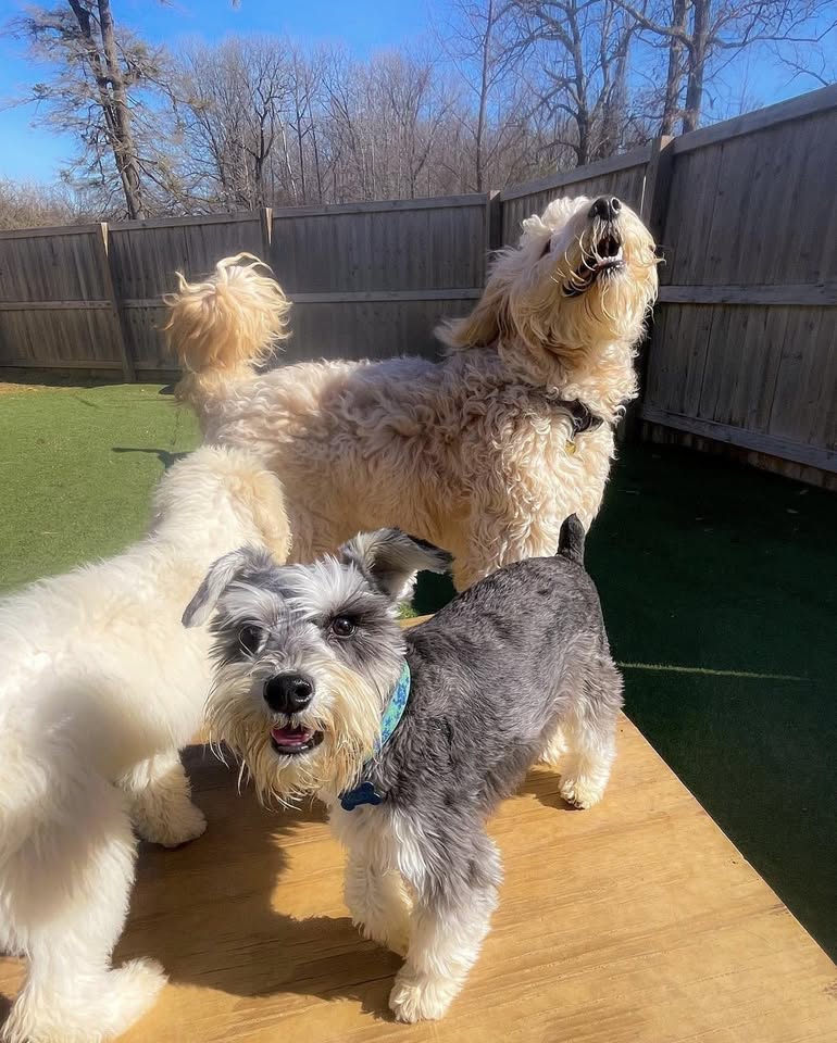 Bonesboro Dog Daycare & Boarding — gallery 1