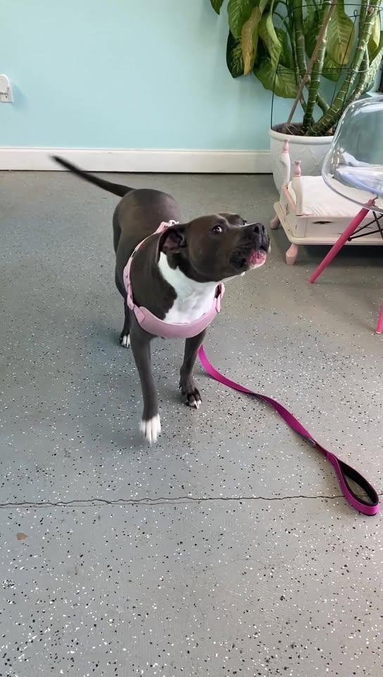 Bow-Wowz Pet Parlor — about