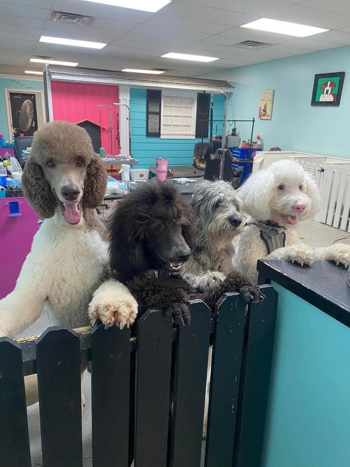 Bow-Wowz Pet Parlor — hero