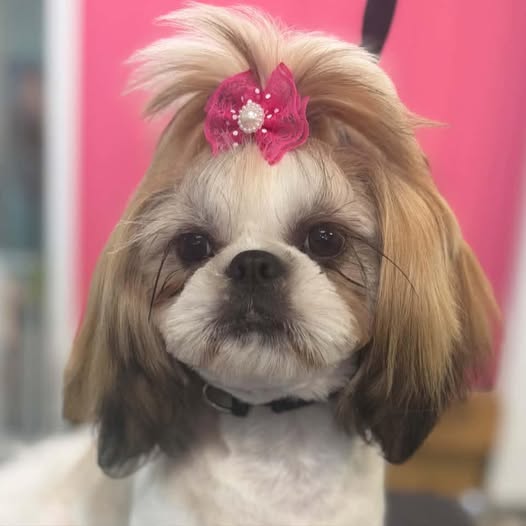 Bow-Wowz Pet Parlor — services 1