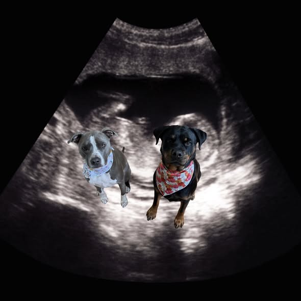 Brystol's Pet Parlor — services 1