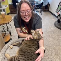 Cat's Meow Cat Sitting — hero