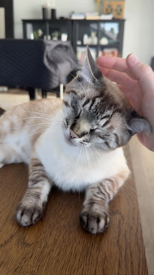 Cat's Meow Cat Sitting — services 2