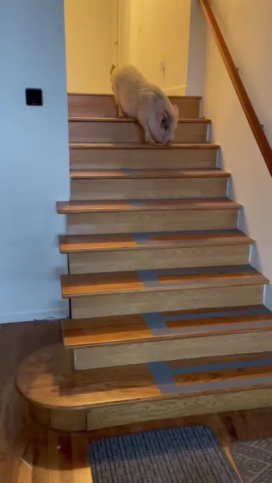 Catherine ️ Animals Petsitting — services 1