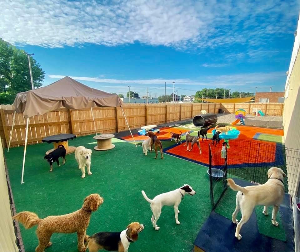 Cory's Canine Cove — hero
