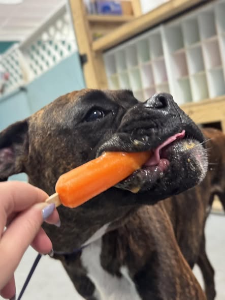 Cory's Canine Cove — services 1