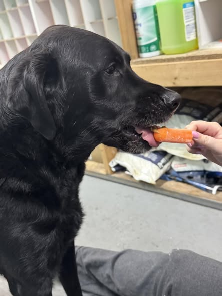 Cory's Canine Cove — services 2