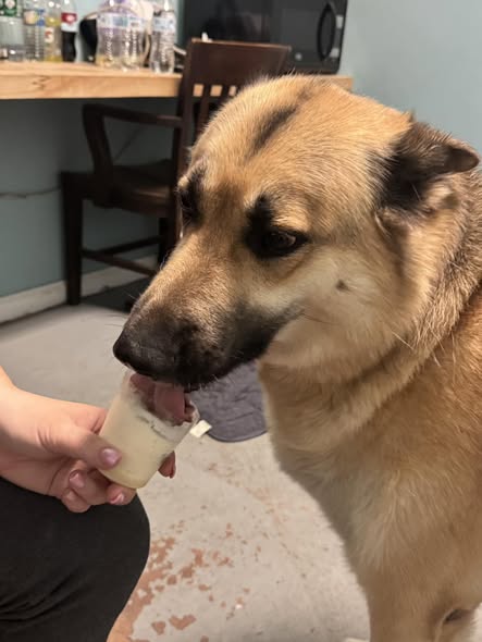 Cory's Canine Cove — about