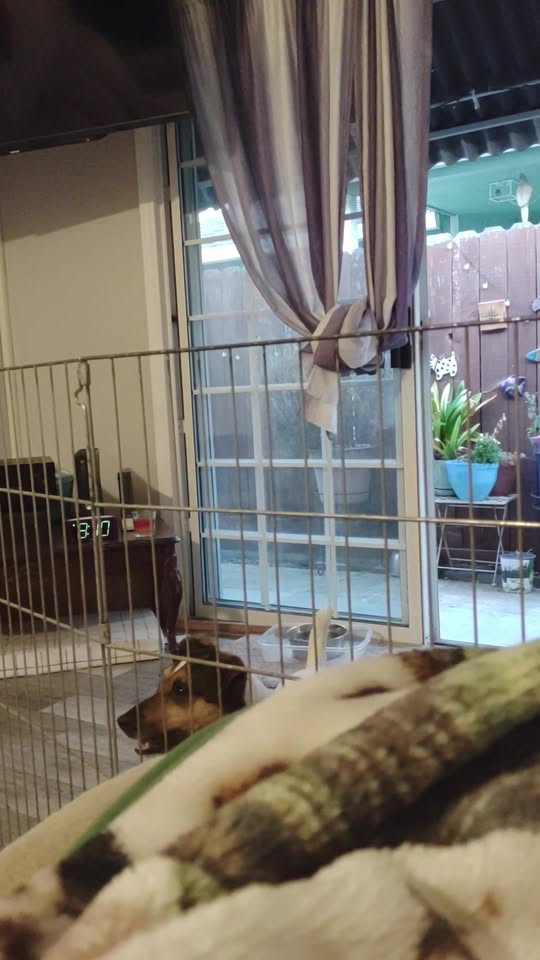 Cradled Critters Pet Sitting Services LLC — hero