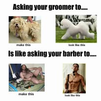 Dog Gone Dirty Mobile Dog Grooming — services 2