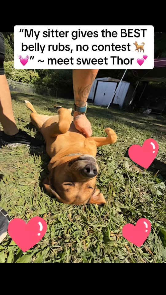 Doggone Awesome! LLC — gallery 1