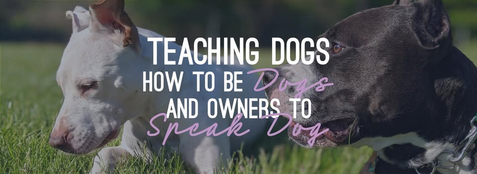 Dogs by Nature Training — hero