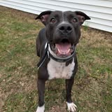 Dogs by Nature Training — gallery 1