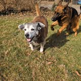 Dogs by Nature Training — services 1