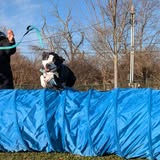Dogs by Nature Training — about