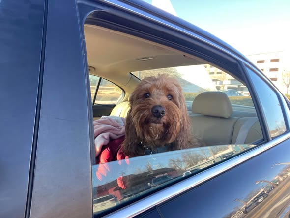 Grants Pawtastic Pet Care — services 1