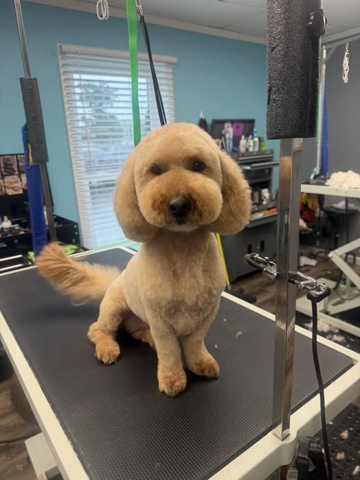 Groomingtails of Bowling Green LLC — services 1
