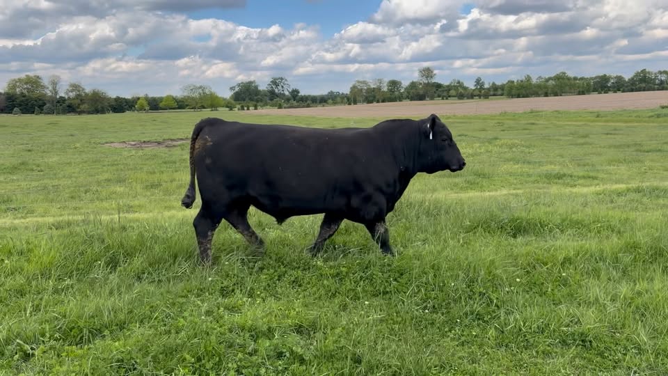 Hentze Angus — services 1