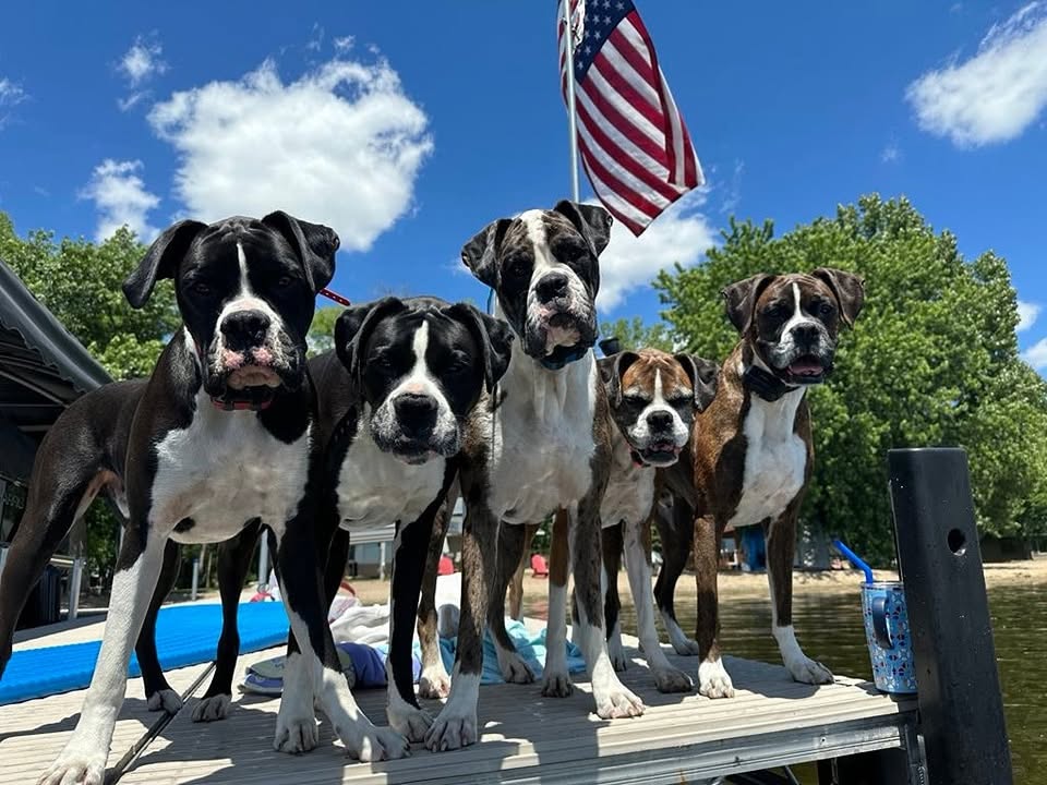 Homebound Pet Sitting — hero