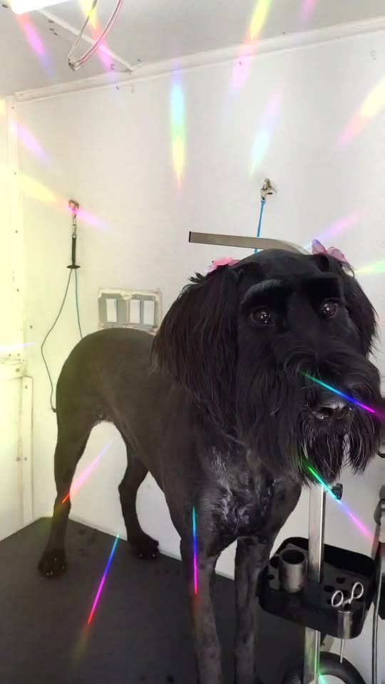 K-9 Designs Mobile Dog Grooming — services 1