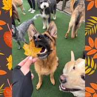K9 Camp LLC — services 1