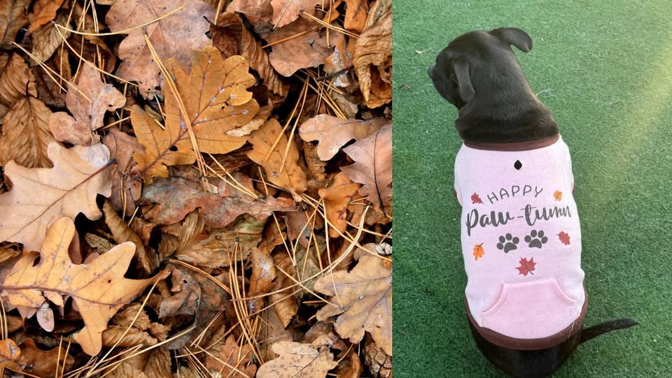 K9 Camp LLC — about
