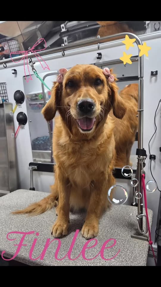 Live Laugh Lather Mobile Grooming — services 1