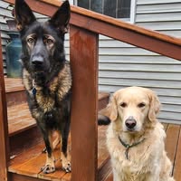 LuckyPaws Pet Sitting — gallery 1