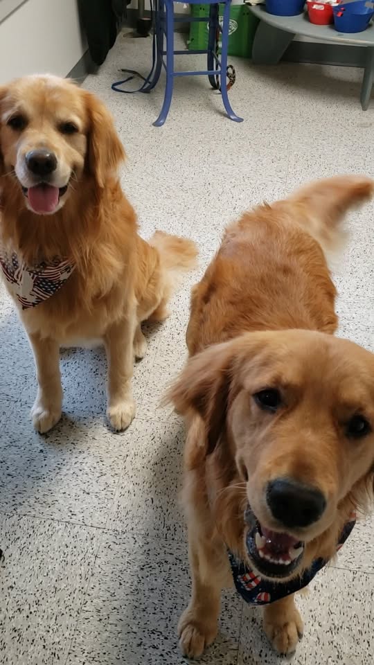 LuckyPaws Pet Sitting — gallery 2