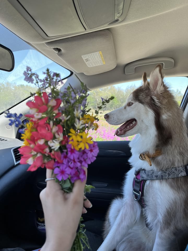 Madeline's Grooming Spa — hero