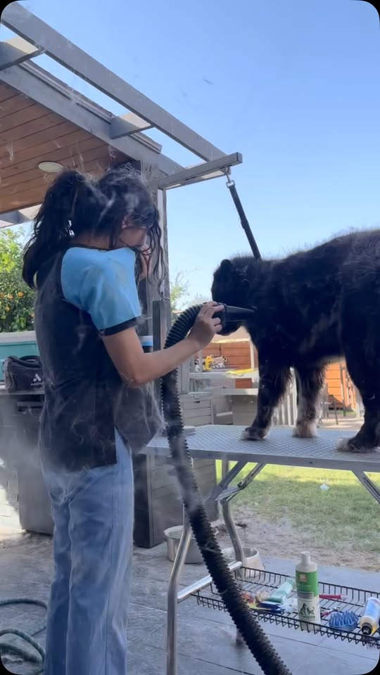 Madeline's Grooming Spa — about