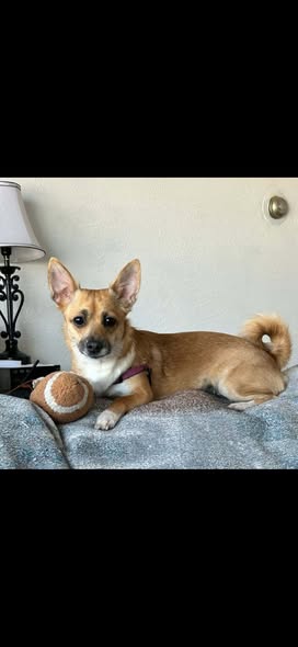 Melissa's Mobile Pet Spa — services 1
