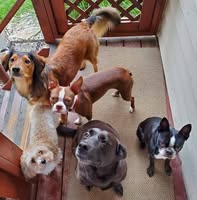 NKY Paw Pals - Luxury Pet Sitters Boarding — services 2