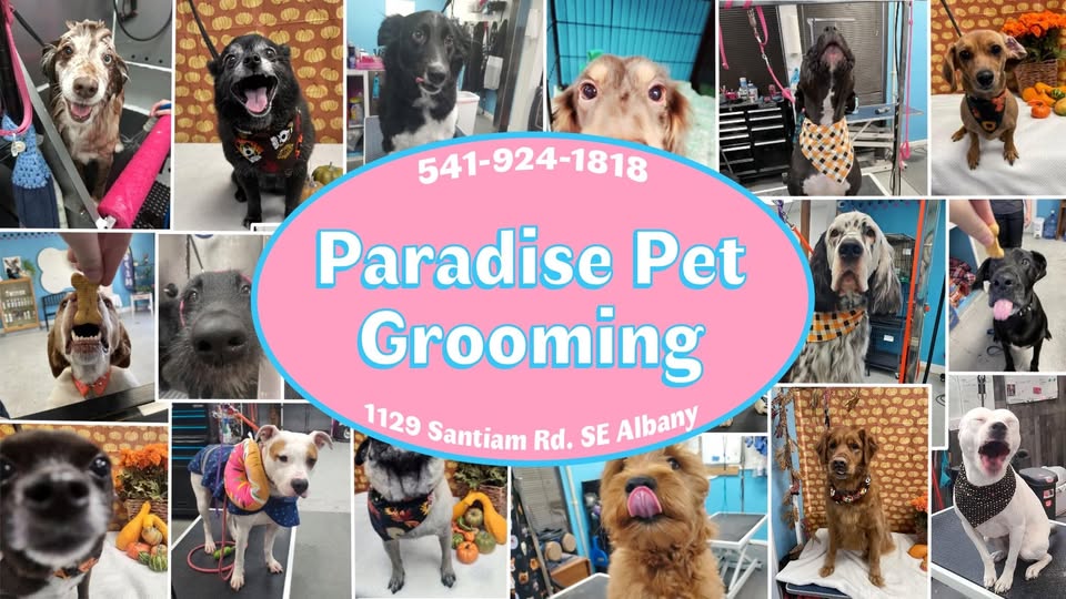 Paradise Pet Grooming — hero