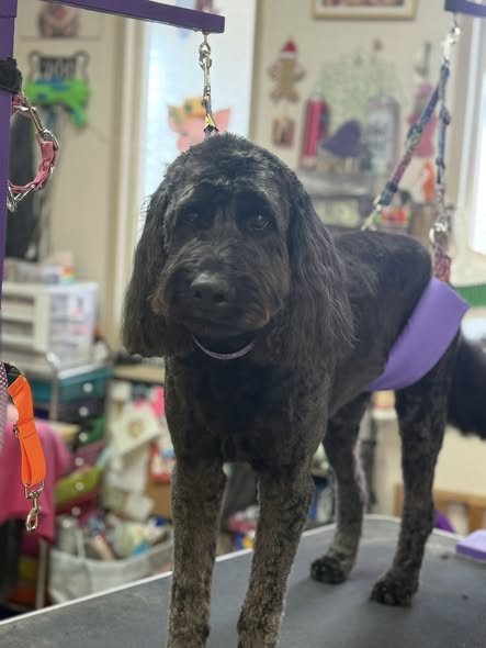 Paws & Claws Dog Grooming — gallery 1