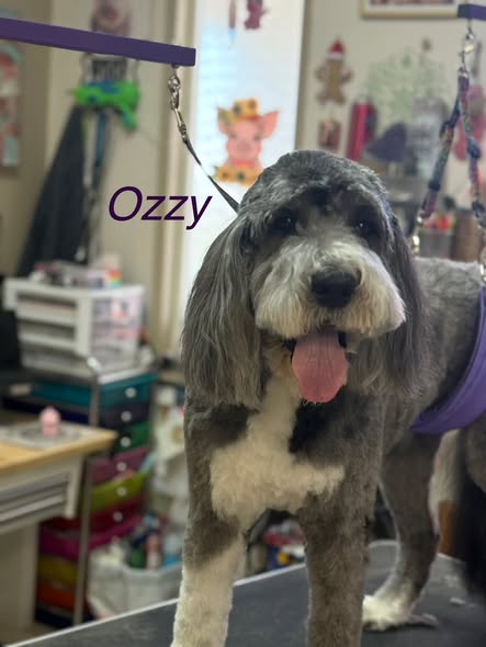 Paws & Claws Dog Grooming — gallery 2