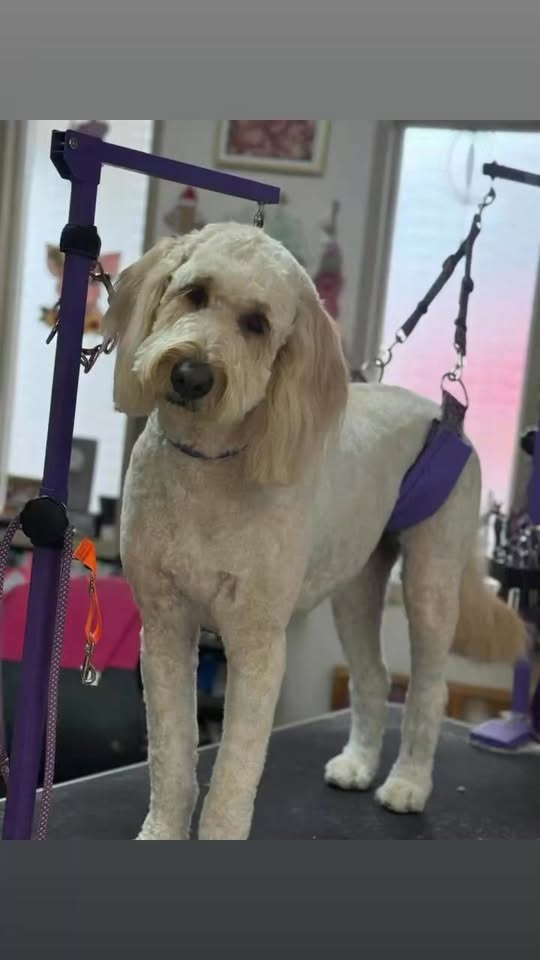 Paws & Claws Dog Grooming — services 2
