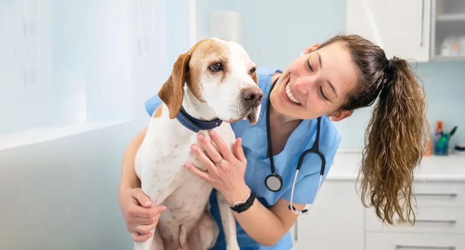 Pawsies Pet Sitting of East Asheville — hero